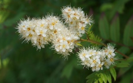 Flowering Branch - flowers, blossoms, blooms, white