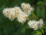 Flowering Branch