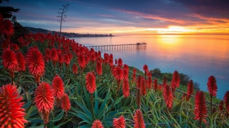 Seaside view - wildflowers, pier, sunset, river