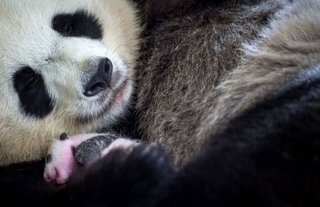 Mum and baby - Beauval Zoo, France, Cub, 28 August 2017, Giant Panda