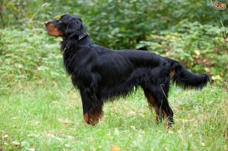 Scottish Dog Breeds - Gordon Setter - Dogs & Animals Background ...