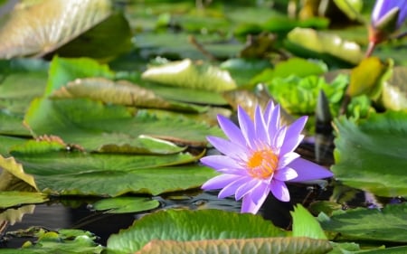 Lotus - lotus, summer, blue, green, leaf, flower