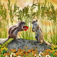 Chipmunk Lovers