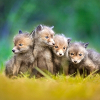 Family of 4 Fox Kits