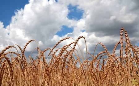 Corn Field - summer, field, clouds, corn