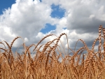 Corn Field