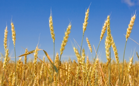 Corn Field - corn, field, spikes, sky