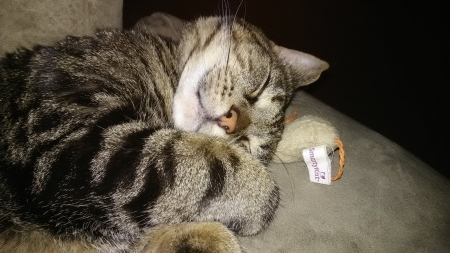 Frankie with his mousie - sweet, adorable, cute, cats