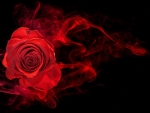 Red Rose