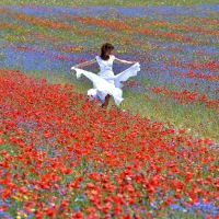 A woman walks in the middle of flowers in bloom