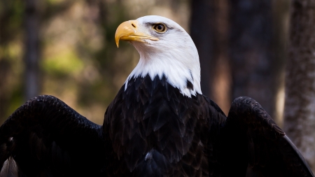 Bald eagle - bald eagle, matheus swanson, bird, pasare