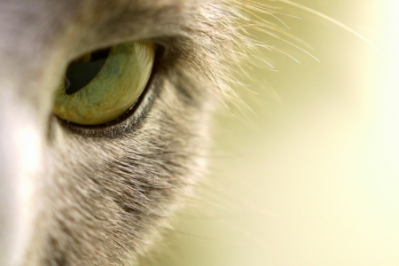 I see you - skin, cat, animal, pisici, eye