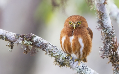 Owl - owl, bird, brown, pasare, bufnita