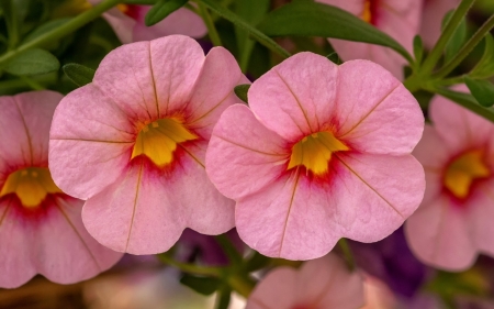 Flowers - skin, summer, couple, flower, pink