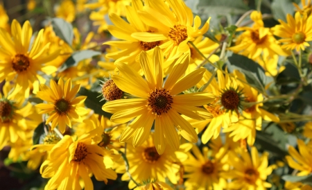 Geliopsis - summer, geliopsis, yellow, flower