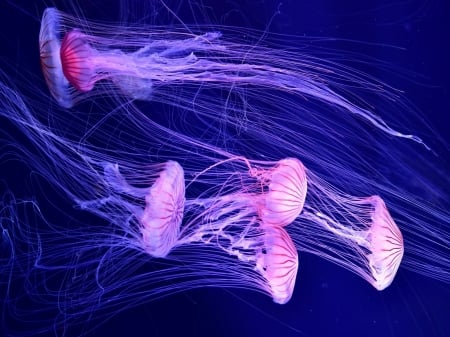 Jellyfish - water, summer, blue, sea, ocean, pink, jellyfish, underwater, vara, luminos