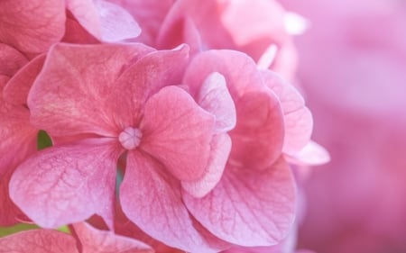 Hydrangea - hydrangea, skin, flower, pink