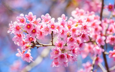 Springs - cherry blossom, sakura, blue, spring, flower, pink