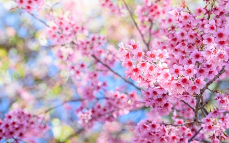 Spring - cherry blossom, sakura, blue, spring, flower, pink