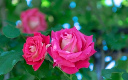 Roses - summer, flower, rose, pink, trandafir, vara, green