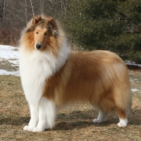 Scottish Dog Breeds - Rough Collie