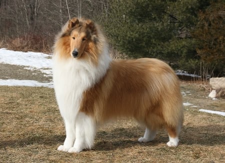 Scottish Dog Breeds - Rough Collie - scottish dogs, scottish dog breeds, scotland, rough collie