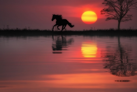 Shadows - reflections, sky, horse, river, sun, colors, tree, sunset