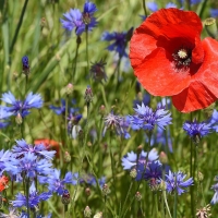 The annual blossoming in Castelluccio