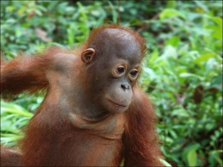 monkey-02 - windows, 2008, jungle, cool, monkey, animals