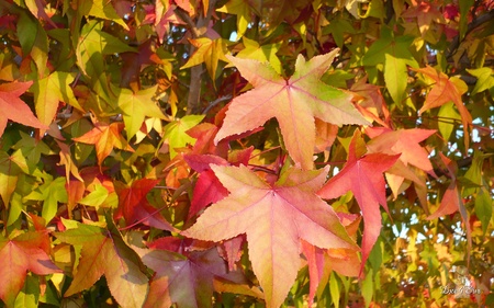 Colors of Fall - fall, autumn, color, washington, leaves