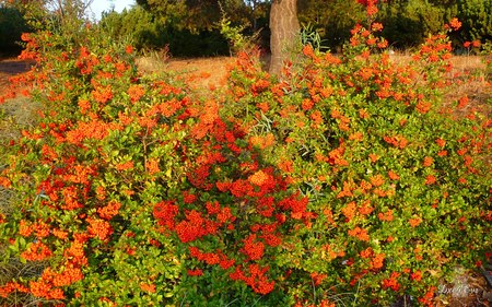 Brilliance of Autumn - fall, flowers, washington, widescreen, trees, color, autumn