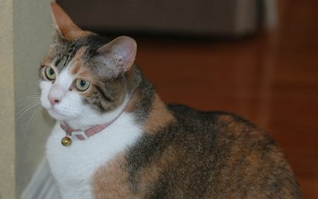 Her Royal Majesty, Margarita Tequila, sleep in eyes at the trough - american shorthair, calico, cat, female