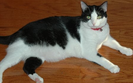 His Royal Whineness, Precious Kamikaze Wino - on floor - white, male, cat, american shorthair, black and white, black