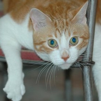 Magnificent Golden Creature, Jose Cuervo - Hanging around chair