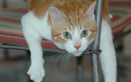 Magnificent Golden Creature, Jose Cuervo - Hanging around chair