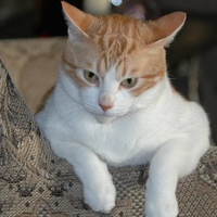 Magnificent Golden Creature, Jose Cuervo - Relaxing in favorite chair