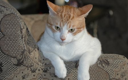 Magnificent Golden Creature, Jose Cuervo - Relaxing in favorite chair - male, white, american shorthair, orange, cat