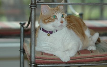 Magnificent Golden Creature, Jose Cuervo - Waiting to be fed - male, white, american shorthair, orange, cat