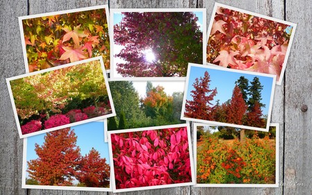 Autumn Collage - autumn, collage, barn board, widescreen, washington, foliage, fall, seasons, color