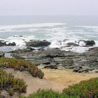 Iceplants on the seashore