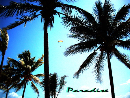 Paradise - mexico, beach, palm tree, paradise