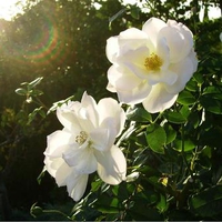 White Roses