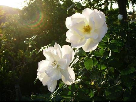 White Roses - flowers, white, roses, nature