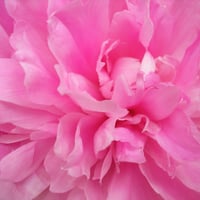 Pink Peony