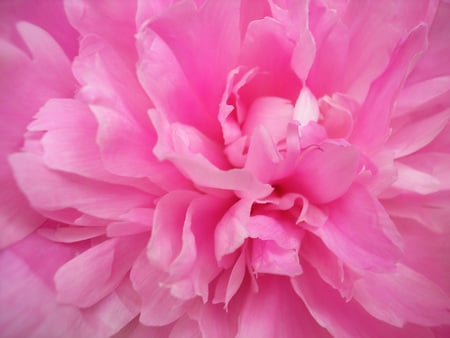 Pink Peony - flower, pastel, pink, nature