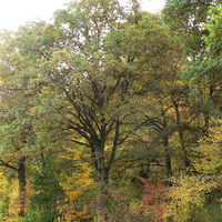 autumn trees