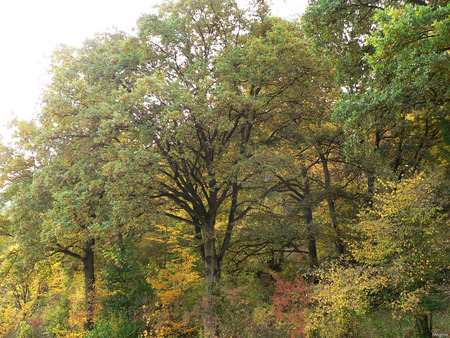 autumn trees - trees, nature, autumn, golden, forest