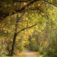 autumn-trees