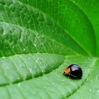 black lady bug