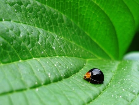 black lady bug - ladybird, black, lady bug, leaves, green